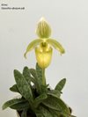 Paphiopedilum fowliei var. album 'New Wave' x self 